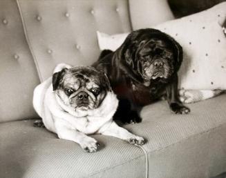 2 small dogs on couch