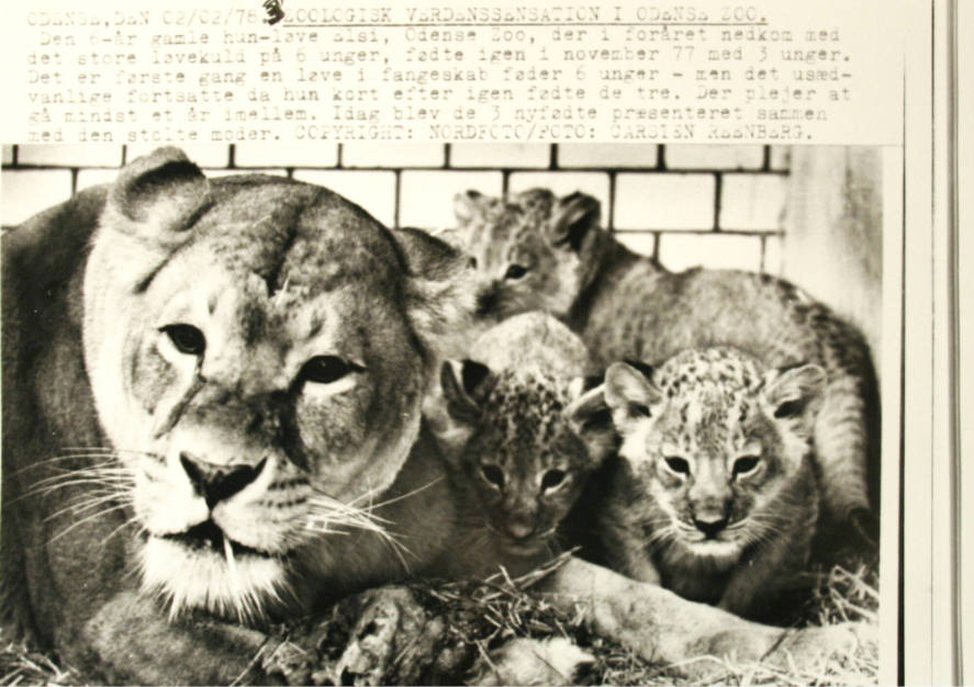 Lion with 3 Cubs