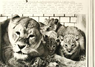 Lion with 3 Cubs