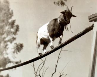 Surefooted as a Goat