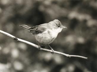 Bird on Branch