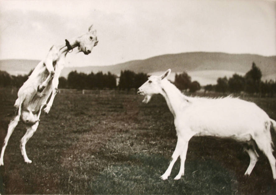 Jumping Goat