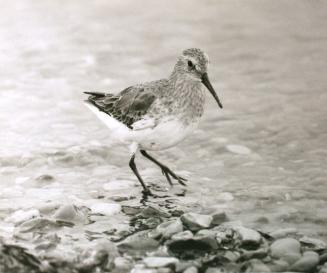 Bird in Water