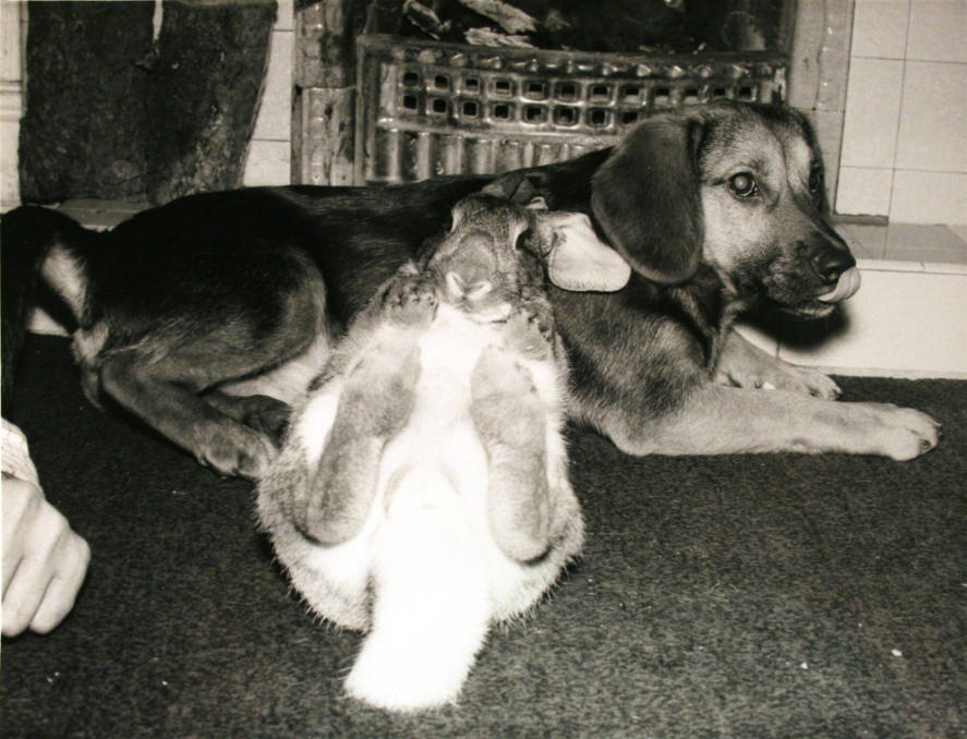 Rabbit and Hunting Dog