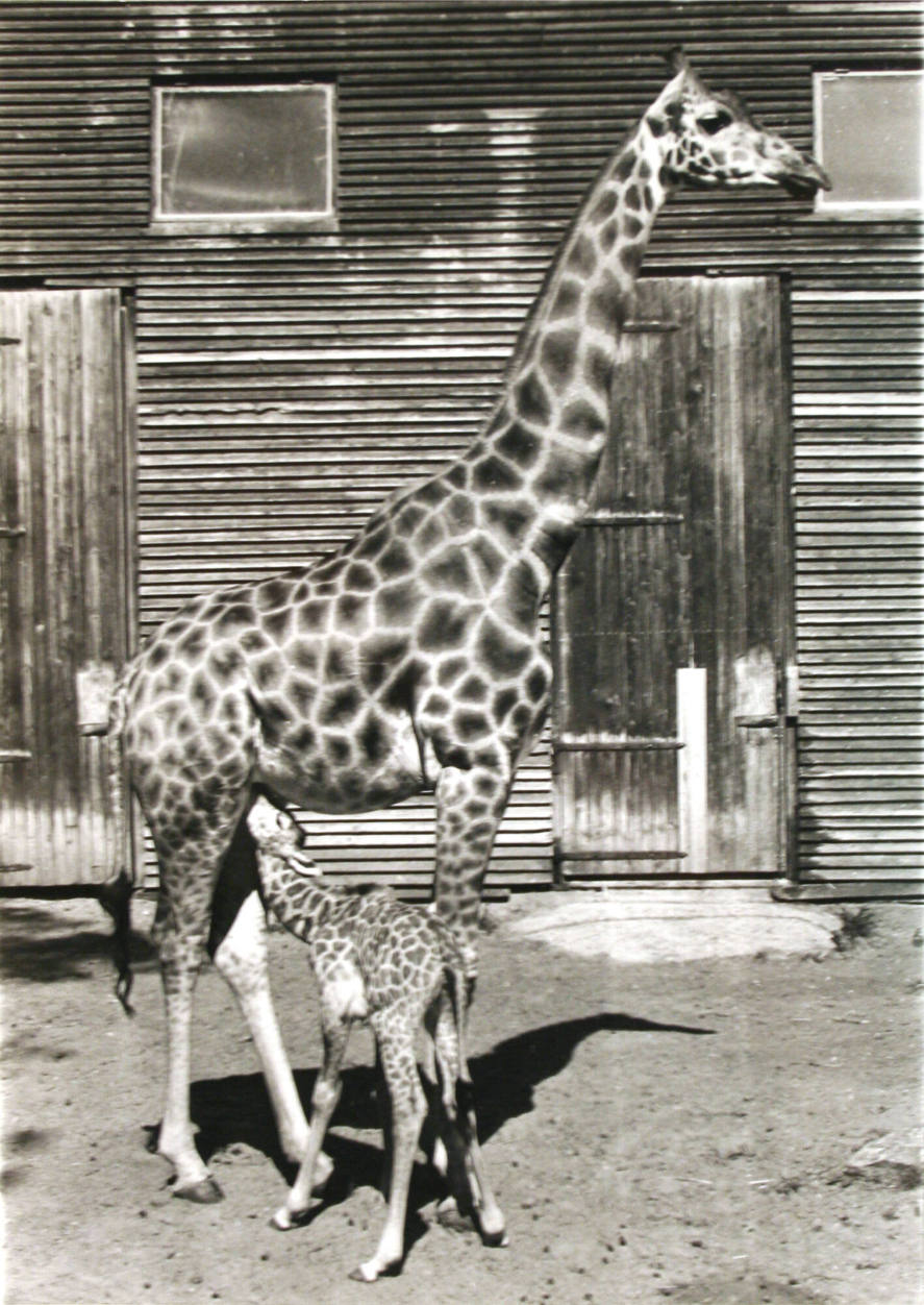 Feeding Baby Giraffe