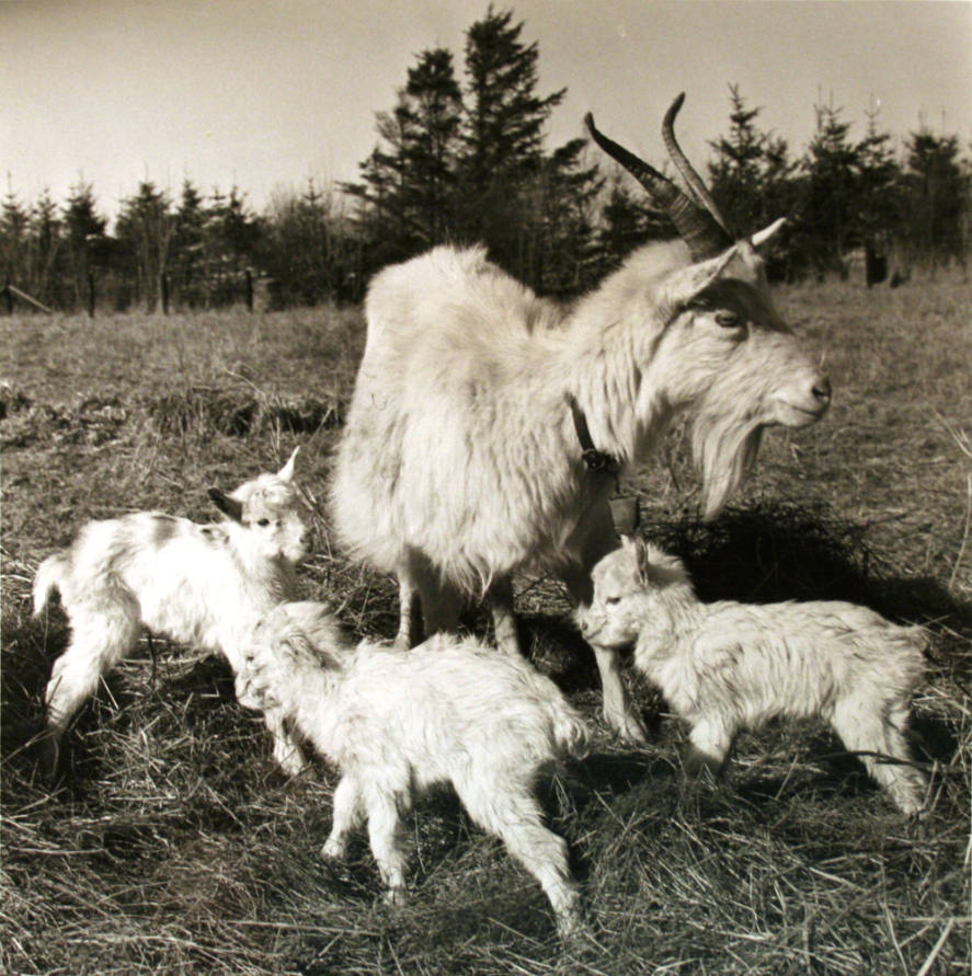 Goat and 3 Kids