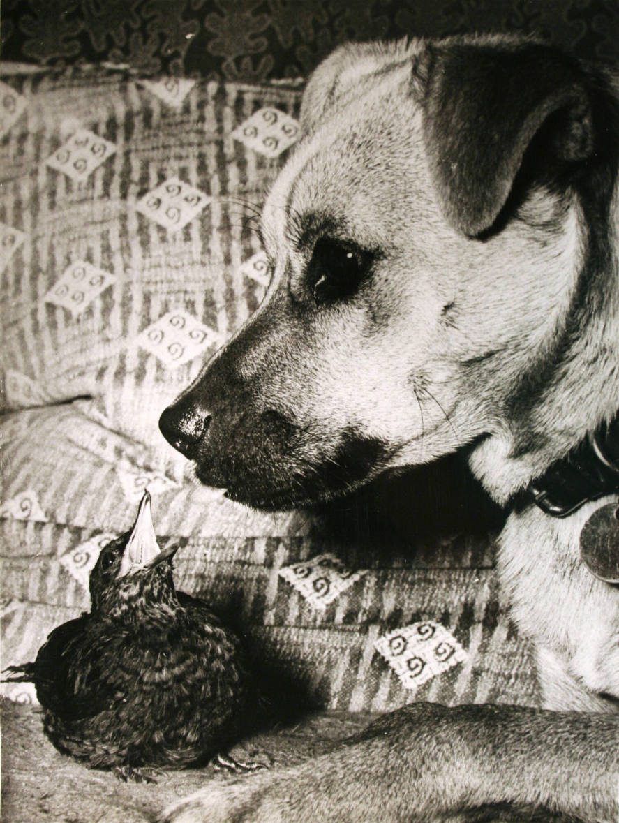 Butch has a Feathered Friend