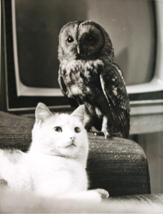 Hooty is Back with His Pal