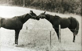 Horses Rubbing Faces