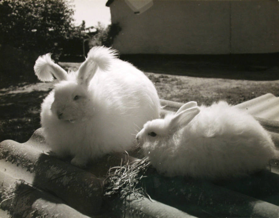 White Bunnies with fluffy ears