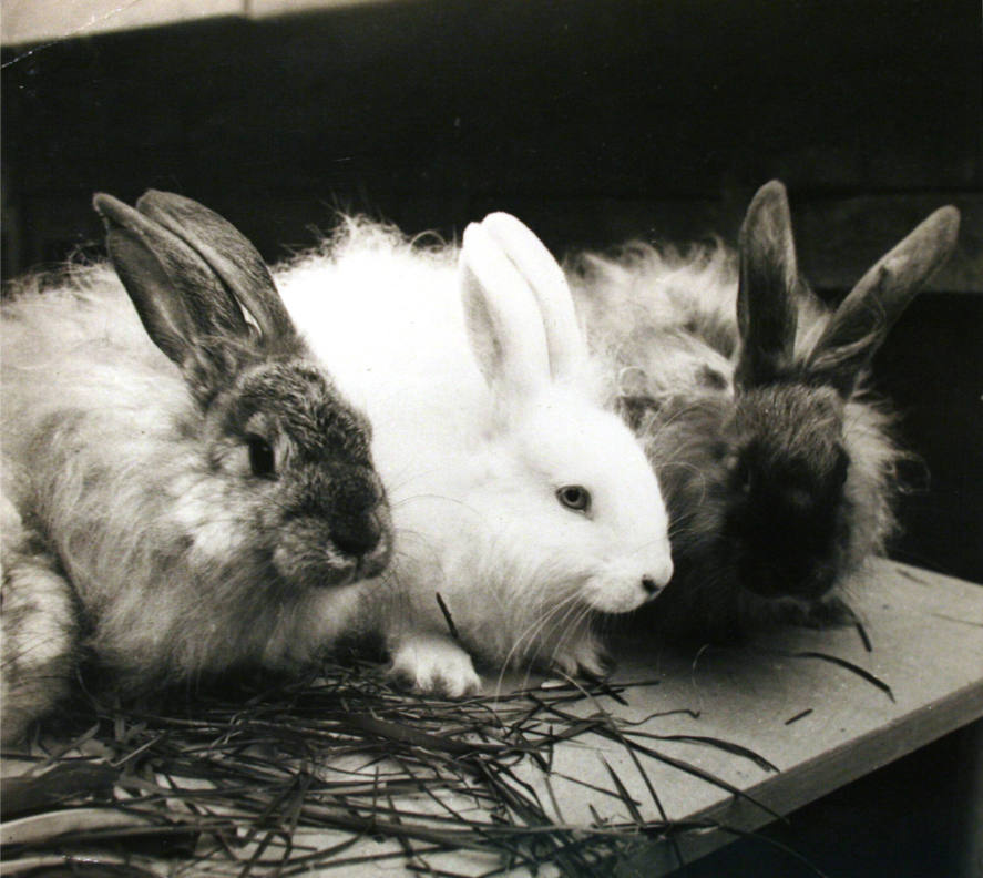 Angora rabbit