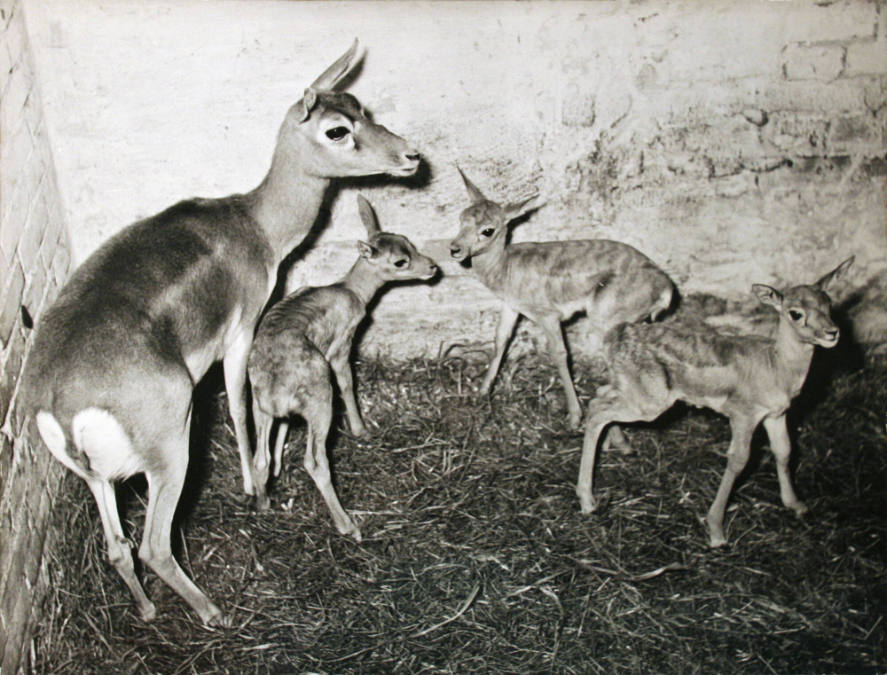 Three Little "Bambies"