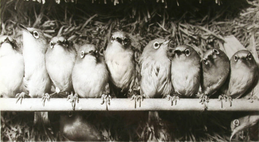 A Nice Row of Lovely Little Birds