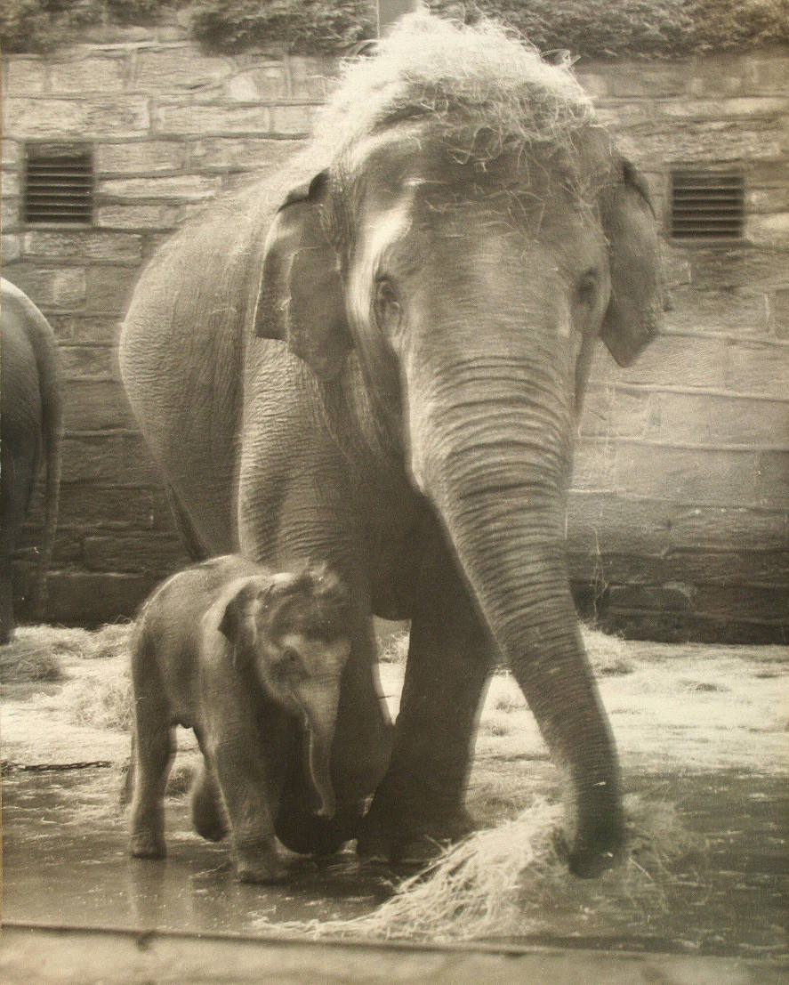 18 Stone Baby Elephant
