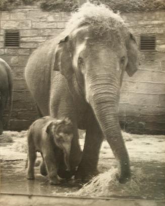 18 Stone Baby Elephant