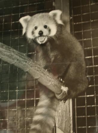 In a Zoo on Branch, Parisian Panda