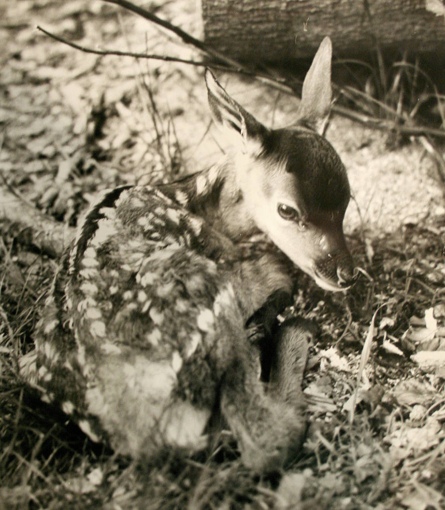 Curled up Fawn