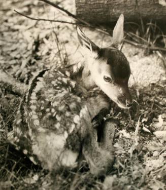 Curled up Fawn