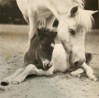 Mother and Baby Horse