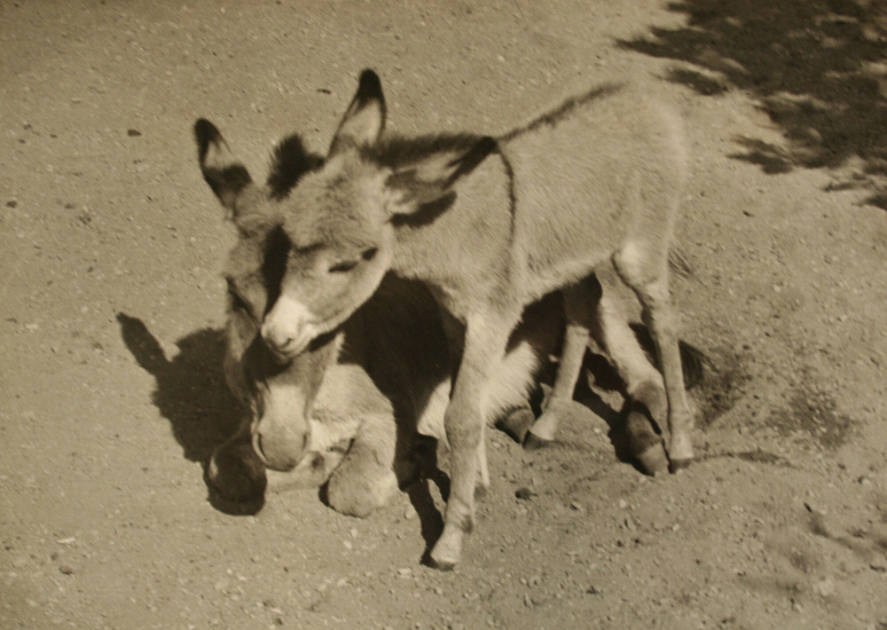 Sommer I Zoo