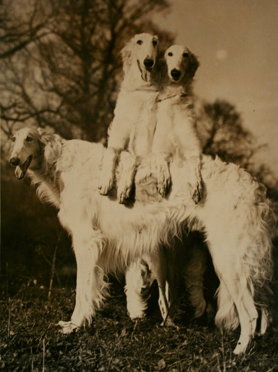 3 shaggy greyhounds