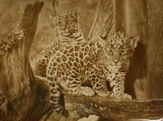 2 Baby Jaguars