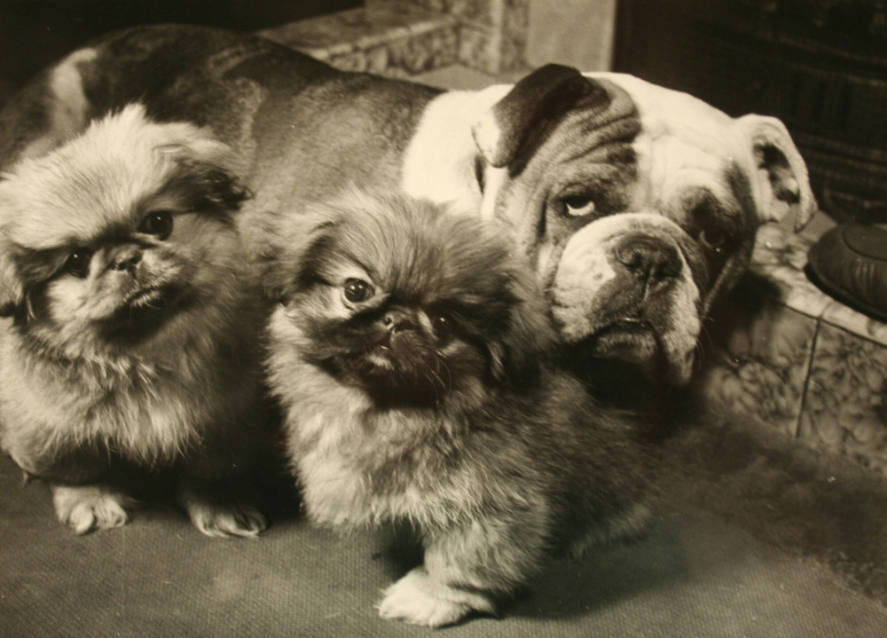 Tessie & 2 Pekingese
