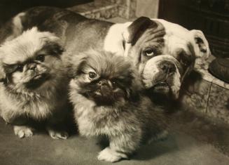 Tessie & 2 Pekingese
