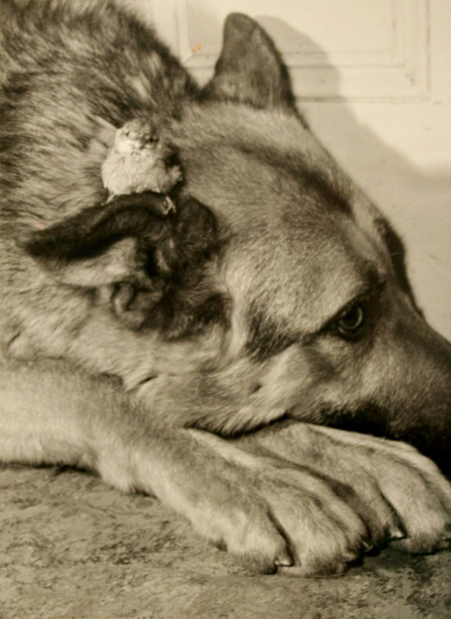 Watchdog to baby sparrow