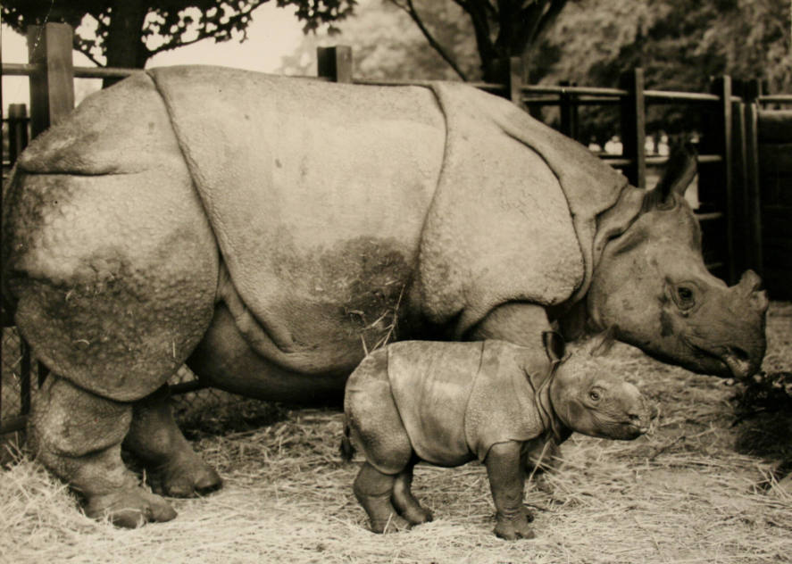 Rhino born...