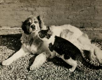 Cat Sniffing Dog