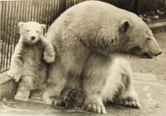 Patu the Polar Bear Cub