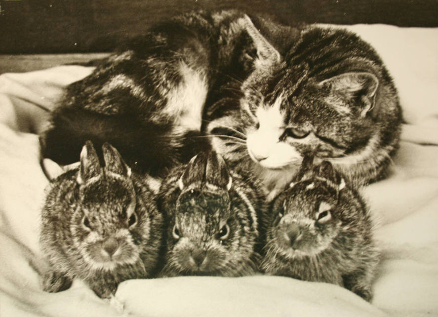 Cat with 3 Bunnies