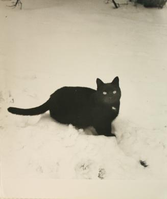 Black Cat in Snow