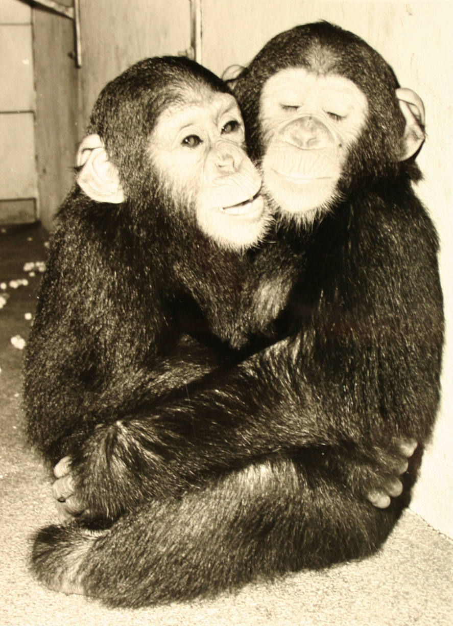 You Ape-eal to me, Honey!