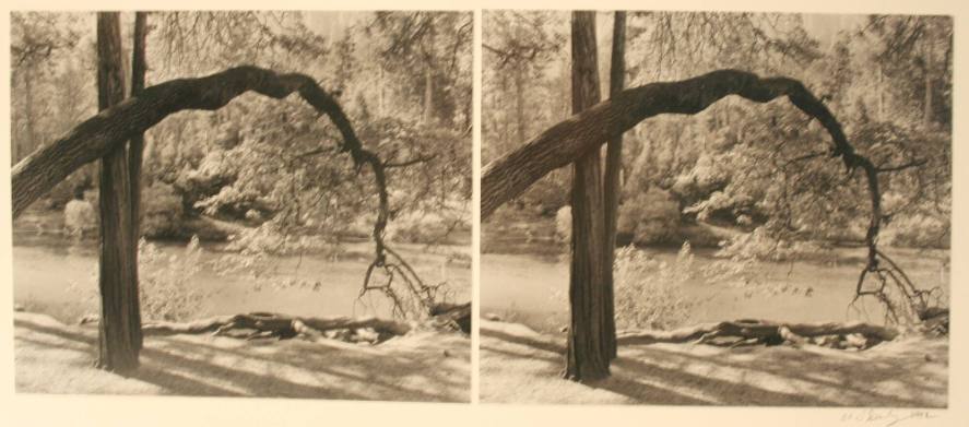 Arching Oak, Tosemite