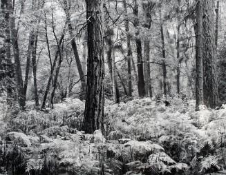 Oak And Ferns, Kings Canyon