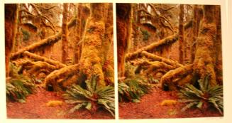 Hoh Raw Forest #1