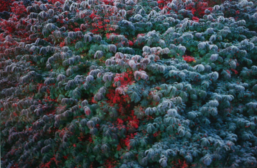 Burning Bush and Frost, KY