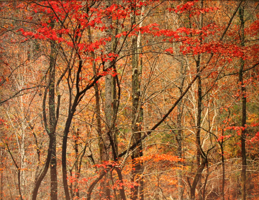 Bold Autumn Forest, TN