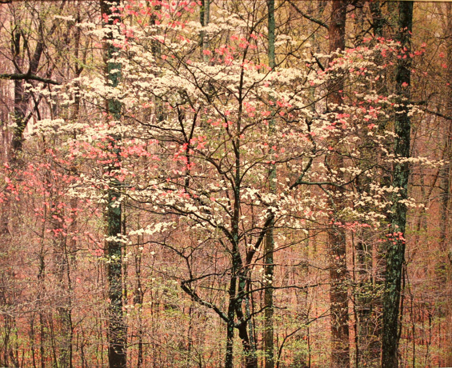 Pink and White Dogwood, KY