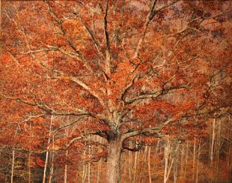 Amcient Oak and Autumn Sunrise, WVA