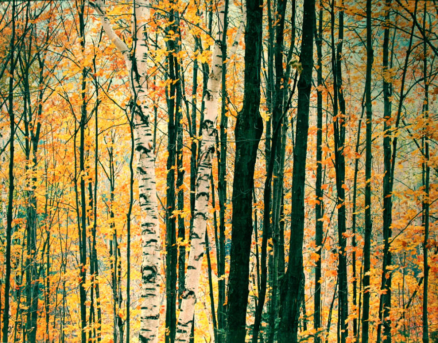 White Birch, Golden Maple and Light