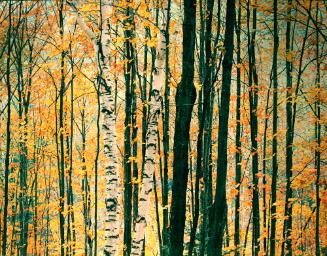 White Birch, Golden Maple and Light