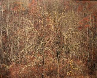 Rain, Oaks and Hillside, TN