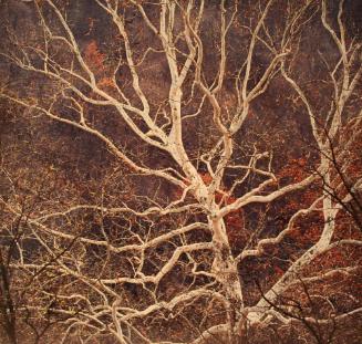 Sycamore and Hillside, WVA