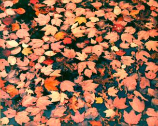 Pink Floating Leaves, KY