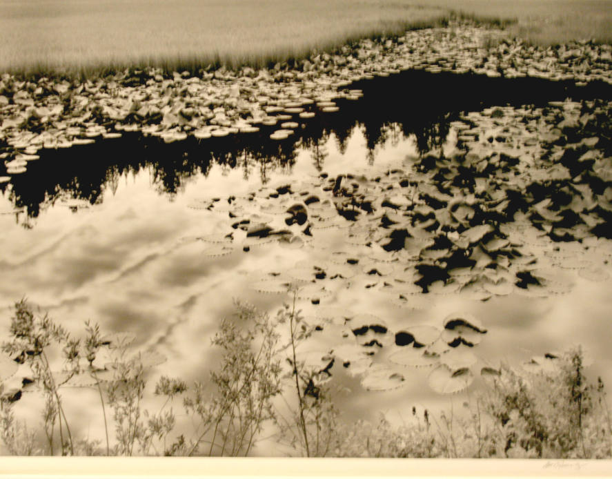 Lily Pads #3, Idaho