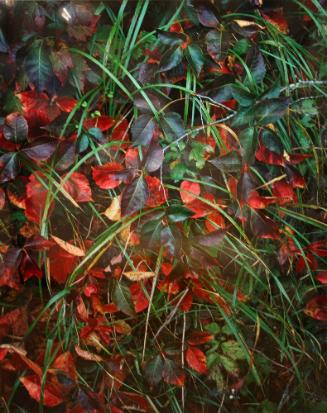 Red Vines and Green Grasses, VT