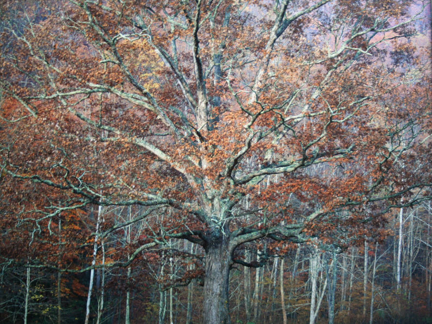 Ancient Oak and Autumn Sunrise, WVA